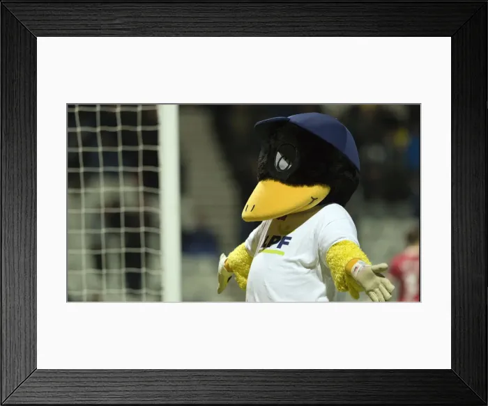 Framed Print : Deepdale Duck Poses For Fans Framed Print : Deepdale Duck Poses For Fans